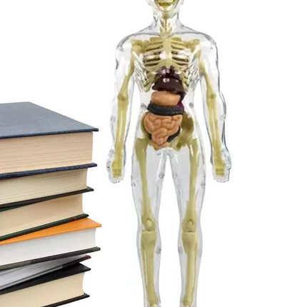 3D Anatomy Model for Kids, Human Anatomy Model Torso with Removable Organs and Muscles, Anatomy Torso for Learning