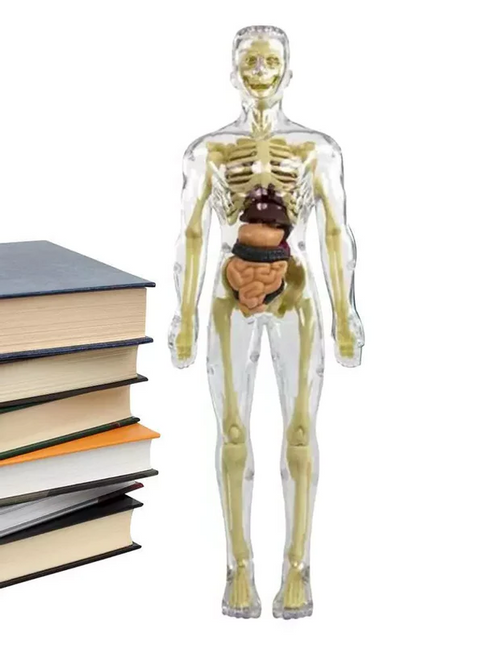 3D Anatomy Model for Kids, Human Anatomy Model Torso with Removable Organs and Muscles, Anatomy Torso for Learning
