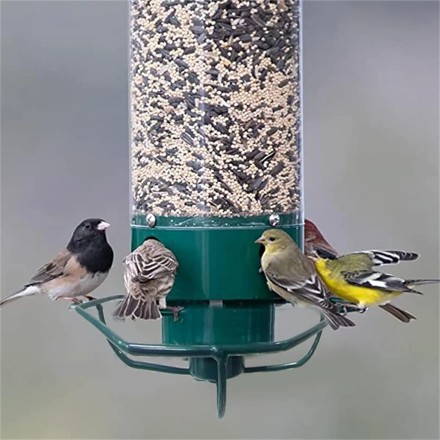 Tuzwa Squirrel-Proof Bird Feeder – Durable All-Weather Outdoor Wild Bird Feeder with Easy-Clean Tray