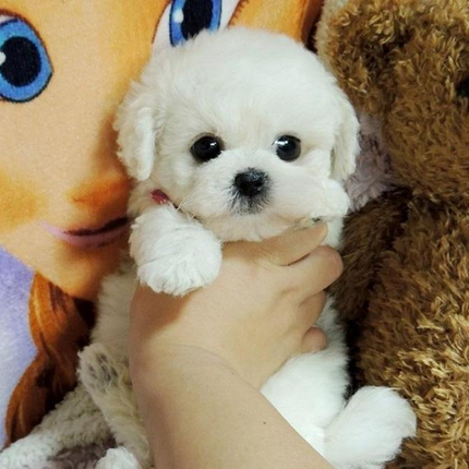 Plush Dog Toy, Realistic Teddy Dog Plushie with Hand Sculpted Paws and Nose