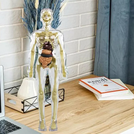 3D Anatomy Model for Kids, Human Anatomy Model Torso with Removable Organs and Muscles – image 5